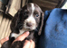 Kc cocker spaniel puppies