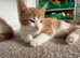 3 ginger male kittens ready to go