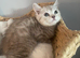 Beautiful litter of British shorthair x Persian kittens