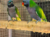 Breeding pr derbyans