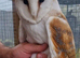 pair of Barn owls for sale