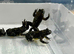 Yellow bellied toad froglets
