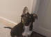 17 week old male border collie