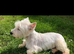 Beautiful west highland terrier puppies for sale