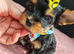 Beautiful Yorkies ️