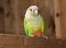 Conures