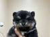 Pomsky Puppy's are ready to leave now