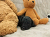 Adorable Cockerpoo puppies!