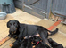 ONLY 2 female Rottweiler pups LEFT READY NOW