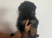 8 beautiful German shepherd pups