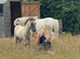 Loan 3 Shetlands