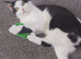 9 month neutered male kitten,very friendly