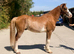 14.1 10 year old welsh C ride & drive gelding.