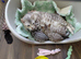 Male Bengal snow kitten
