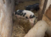 3 MINI PIG BOARS &ndash; READY TO GO