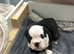 stunning litter of mixed english bulldogs