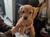 Cocker spaniels puppies