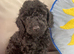 Cockapoo puppy
