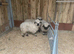 VALAISE WETHER LAMBS
