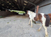 Yearling filly