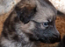 Really Beautiful tri colour German Shepherd puppies.