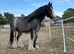 Field / paddock / stable wanted