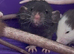 Grey & White and Brown Dumbo Rats smooth and rex