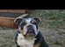 English bulldog puppy