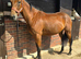 Lovely 3yr Irish Sports Horse