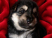 Three girl German shepherd puppies