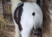 Black& white cob colt