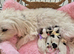 Gorgeous Maltese & Lhasa-apso puppies