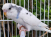 Various Stunning Quality Beautiful Budgies