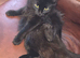 Female cat needs new home