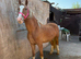 Welsh 2 year old
