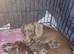 X2 Miniture chocolate daschund girls looking for their forever home