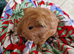 Baby Cali Sheltie boar