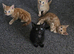 4 beautiful kittens left