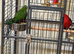 Australian King-Parrot