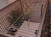 Parrot cage