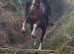 Stunning 11.2hh coloured gelding