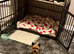 Mini Yorkshire terrier