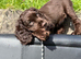 Cocker Spaniel