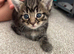2 Female Kittens