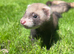 Only 4 Brown Ferrets Left