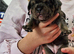French bulldog x Show cocker spaniel