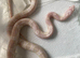 Snow corn snake
