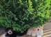Coton de tulear x Toy poodle/ Cotonoodle/ Cotonpoo