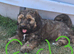Tibetan Terrier puppies READY NOW