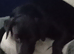 Black lab male